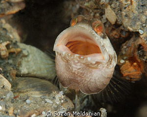 Dusky Jawfish was busy building his den when I happened a... by Suzan Meldonian 